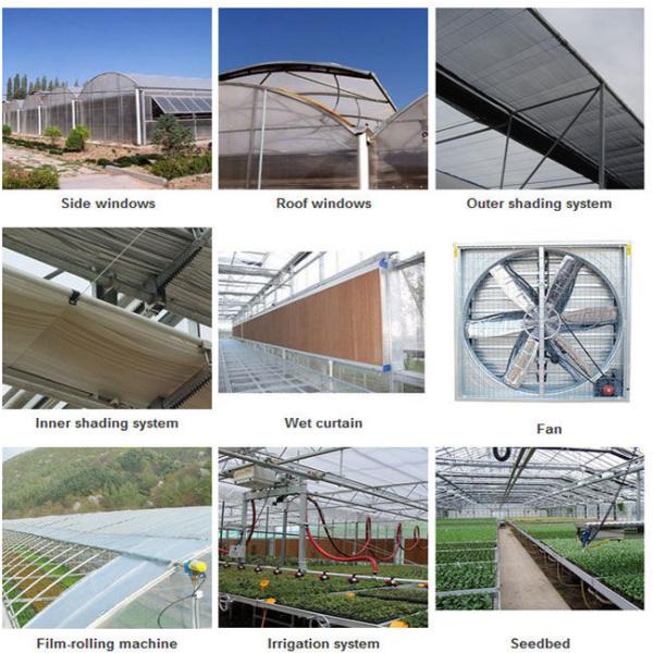 Vegetable Plant Commercial Glass Greenhouse Span Width 9.6 / 10.8 / 12m