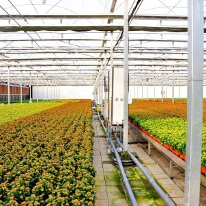 Building Materials Steel Structure Large Size Horticulture Greenhouse with Glass