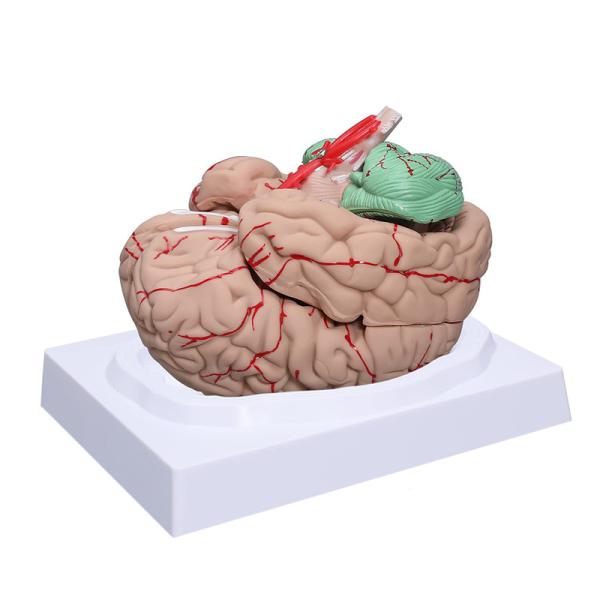 Buy Life Size Human Anatomy Brain Model 8 Parts For Science Medical Teaching at wholesale prices
