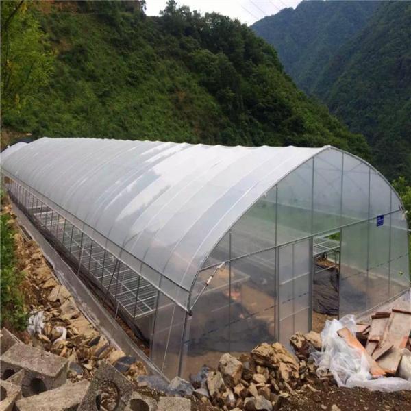 Vegetable Growing Plastic Film Greenhouse / Tunnel Single Span Greenhouse