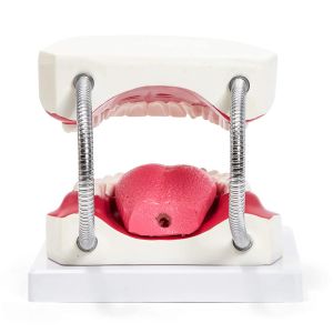 Kindergarten Teaching Children Brush Teeth Toy Dental Care Model