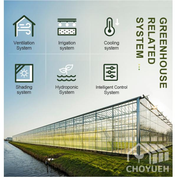 Hot Galvanzied Steel Pipe Agricultural Venlo Glasshouse Turnkey Project