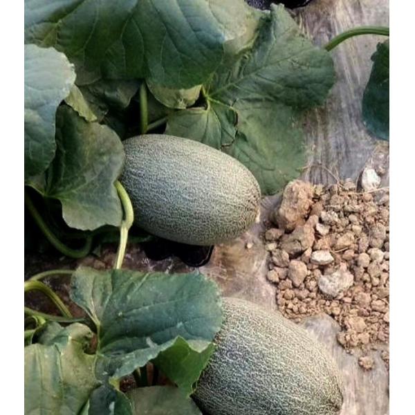 Customized vacuum formed transparent pet PET, PVC, PS plastic watermelon fixed base Hami melon anti corrosion and rotten support melon tray