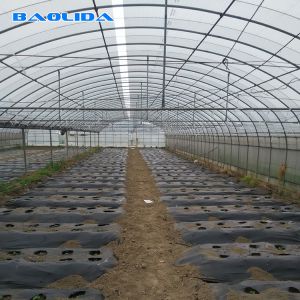 Vegetables Seeds Plastic Film Greenhouse Ventilated Multi Span Sheet Covering