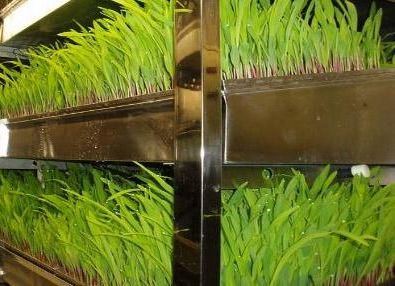 Hydroponic Vertical Farming Container Greenhouse with Advanced Technology