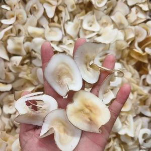 China Natural Flavors Sugar Palm Dried Sea Coconut Health Food Ingredients on sale