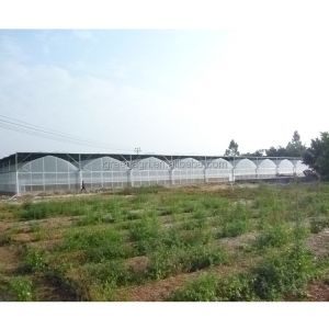 No Roof Vent Agricultural Greenhouse Vegetable Growing Single Span Greenhouse