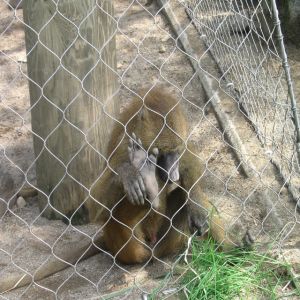 HandWoven Zoo Wire Mesh Pongidae Enclosure Steel Wire Rope Mesh 60 90 Degree