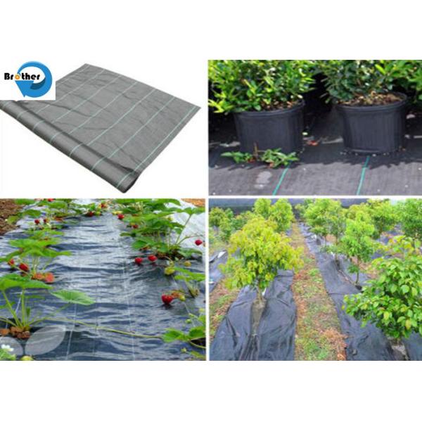 Black/Green PP Ground Cover/ Black Weed Control Mat/Landscape Fabric