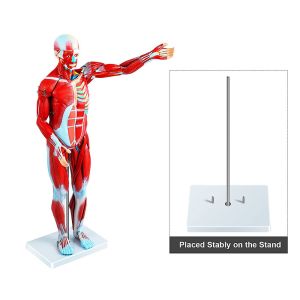 80cm 27 Parts Muscle Model Anatomy For Medical Learning