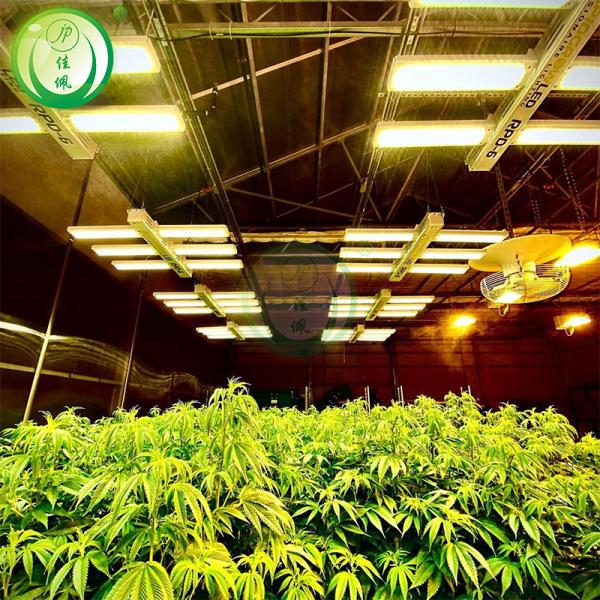 8*30m Greenhouse With Blackout System For Herbal Planting