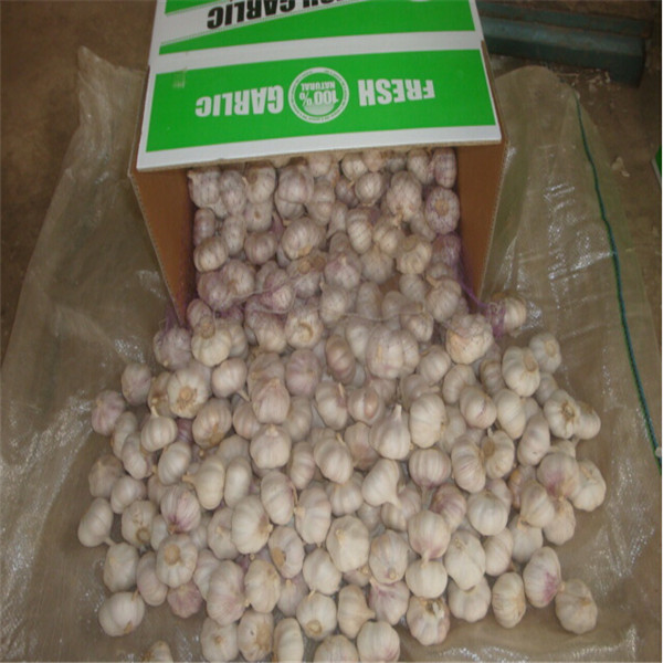 Buy FRESH GARLIC WITH CARTON PACKAGE at wholesale prices