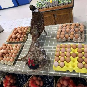 Paper Fruit Tray / Egg Tray Making Machine 350 -3000pcs/h High Efficiency