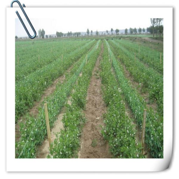 Anti UV Plastic Garden Net For Climbing Plants Harmless To Delicate Stems Or Leaves