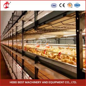 High Durability Poultry Broiler Chicken Cage System 112 Birds Iris
