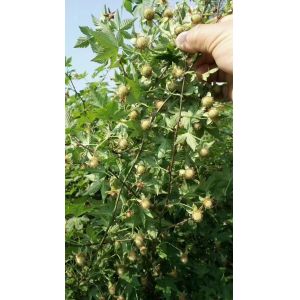 Traditional Chinese Herb Fu Pen Zi for Liver and Kidney Health