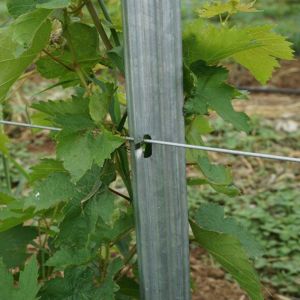 Quality Power Coated Round / Square Metal Vineyard Trellis Posts Q195 / Q235Material for sale