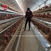 China 110kg Chicken Battery Cage with 450cm2 Area/bird Adela on sale