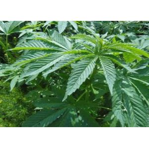 Low Temperature CBD Hemp Oil Centrifuge Ethanol Extraction Bi Directional