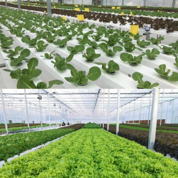 Building Materials Steel Structure Large Size Horticulture Greenhouse with Glass