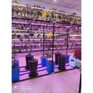 Black Multi_span Greenhouse Grow Box Dutch Bato Bucket Hydroponic System Dutch