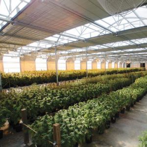 Nursery Custom 100% Blackout Light Deprivation Agricultural Mushroom Greenhouse