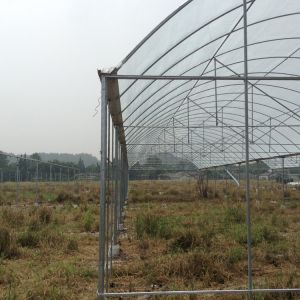 Rain Shelter Tunnel Plastic Greenhouse 80mic 100 Micron 200micron