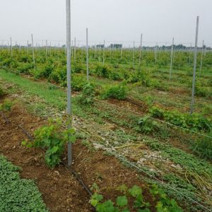 Power Coated Round / Square Metal Vineyard Trellis Posts Q195 / Q235Material