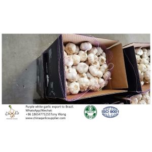 China garlic to Brazil