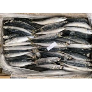 Purse Seine Catch Seafrozen 90g 100g Round Scad Fish