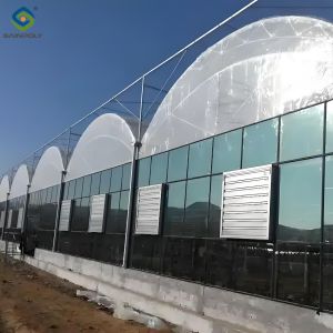Hydroponic Glass / Pc Sheet Greenhouse With Tomato Growing System Large