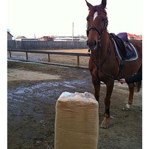 QZD-1200 750mm 17.2kw 50hz Sawdust Packing Machine