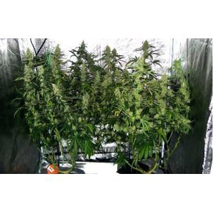 Konb Dimmer ETL 4000K 400 Watt LED Grow Lights
