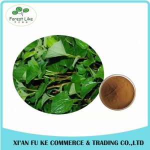 Natural Houttuynia Cordata Extract Powder 10 : 1