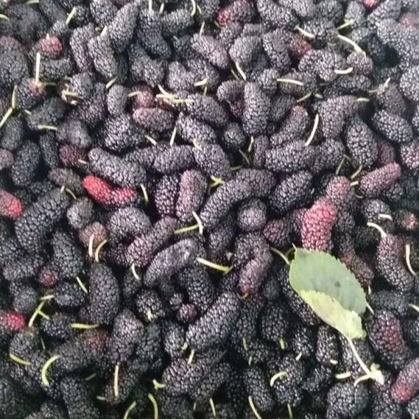 Frozen Mulberries Frozen Fruit IQF Mulberries Frozen Fruit