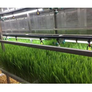 Juxiang Leafy Vegetable Greenhouse Department jx-cg-0003 Shipping Container