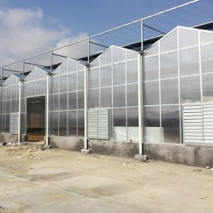 Venlo Commercial Polycarbonate PC Sheet Agricultural Large Tunnel Greenhouse