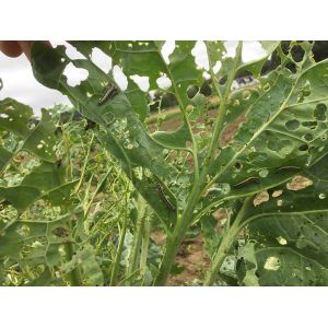 Effective Biological Insecticides No Residue infect cabbage worm eggs