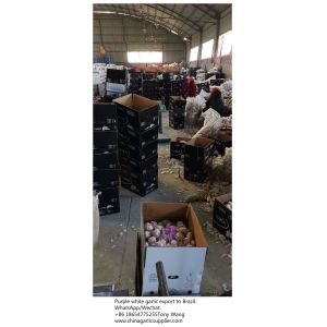 China garlic to Brazil