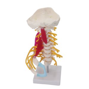 Cervical Vertebrae Vertebral Column 3d Model Arteria Nerves Customized