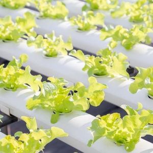 Commercial Film Greenhouse With Hydroponics Cultivation Custom