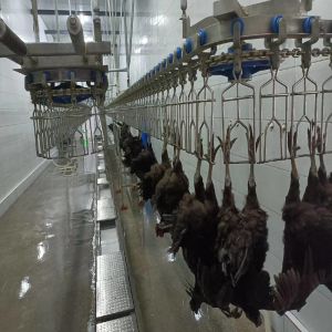 Halal Chicken Abattoir Machine 500BPH - 10000BPH Slaughter Line Equipment