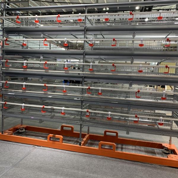 Buy Enriched Wire 5 Cell 128 Birds Layer Chicken Cage at wholesale prices