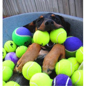 Eco-friendly Pet toys for dogs playing