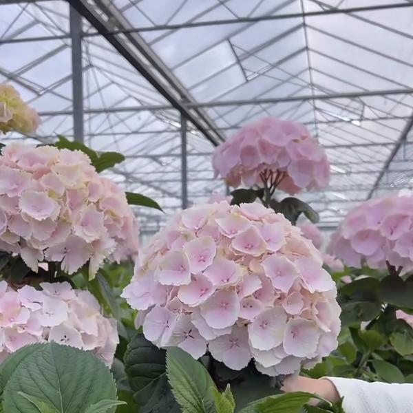 Large Glass Covered Greenhouse Shelter for Flower Cultivation Cultivating