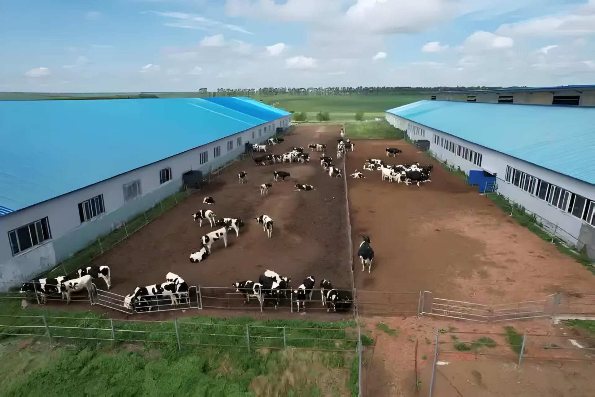Easy Assembly Cattle Sheds Steel Structure Cow Farming Shed Weather Resistant