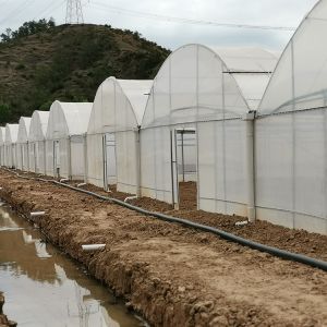 Transparent Glass Tunnel Multispan Greenhouse Plant Cultivation