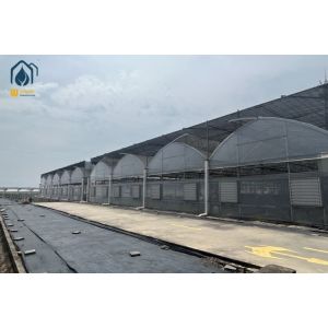 Quality Plastic Multi Span Lettuce Greenhouse For Leafy Greens Cultivation for sale