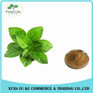 Peppermint / Mentha Haplocalyx Leaf Extract Menthol