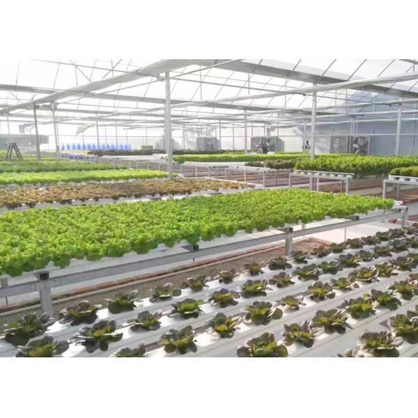 Water Saving Flat NFT Hydroponic System Eco Friendly Design For Leafy Greens